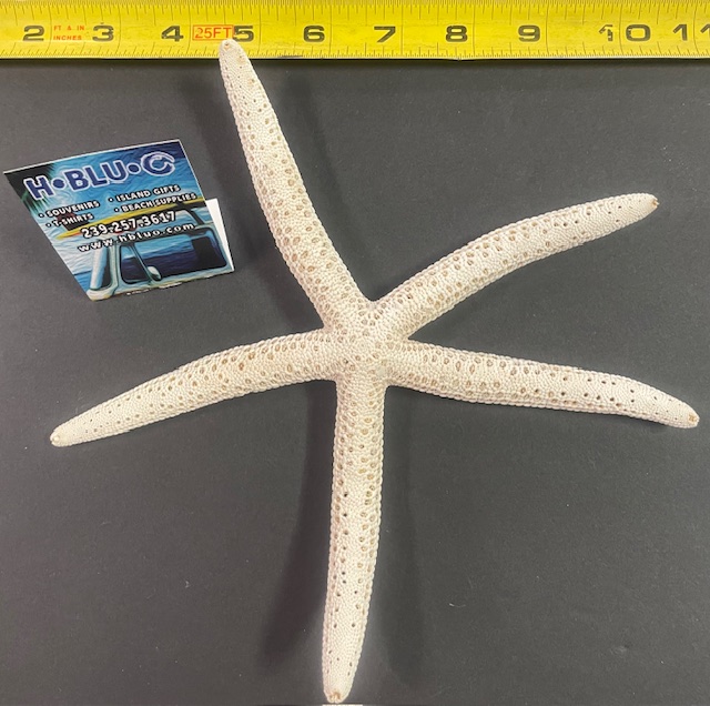 White Blue Starfish
