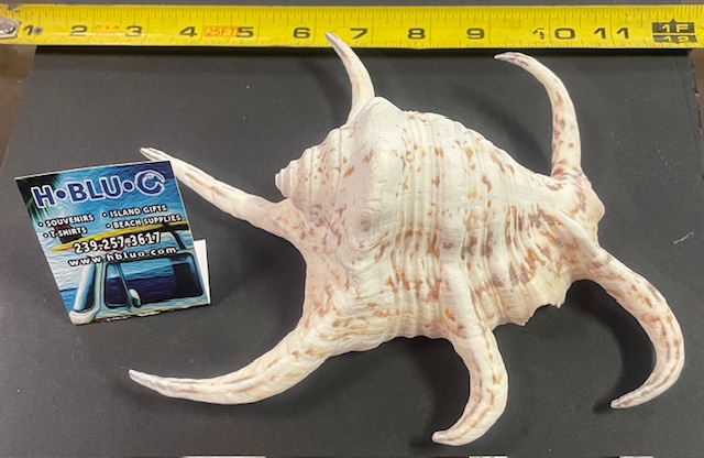 Lambis Chiraga