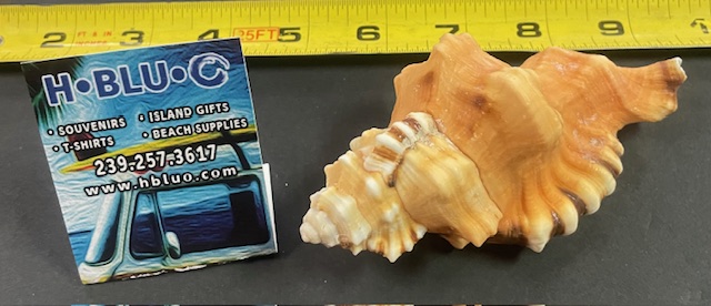 Cymatium Perryi