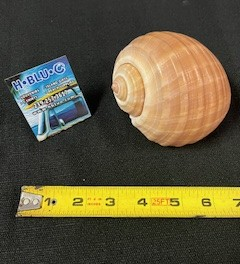 Tonna Cepa Shell