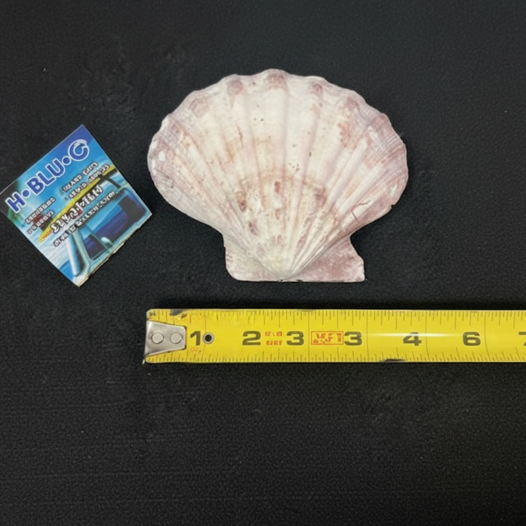 Large Lions Paw Shell