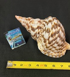 Large Lightning Welk Shell