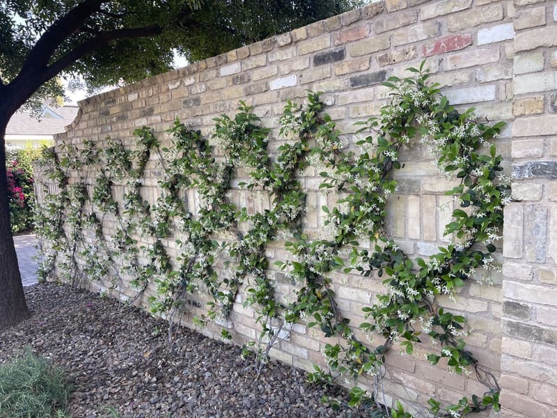 Flower and Garden Design & Maintenance