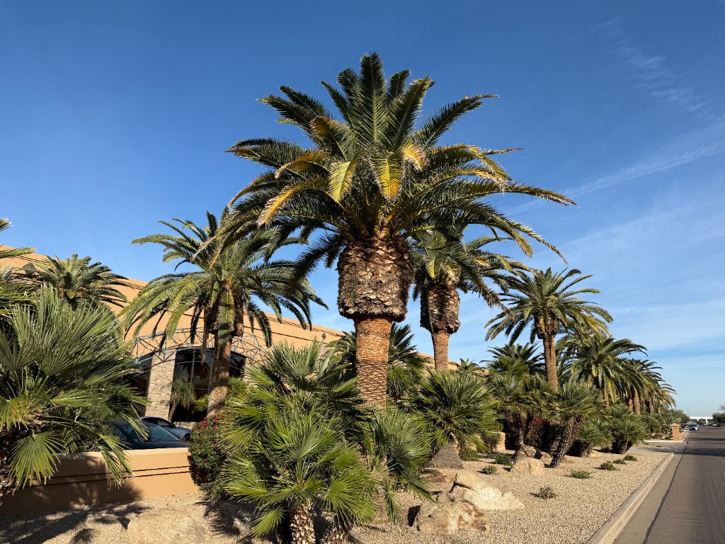 Restoring Mature Canary Island Date Palms