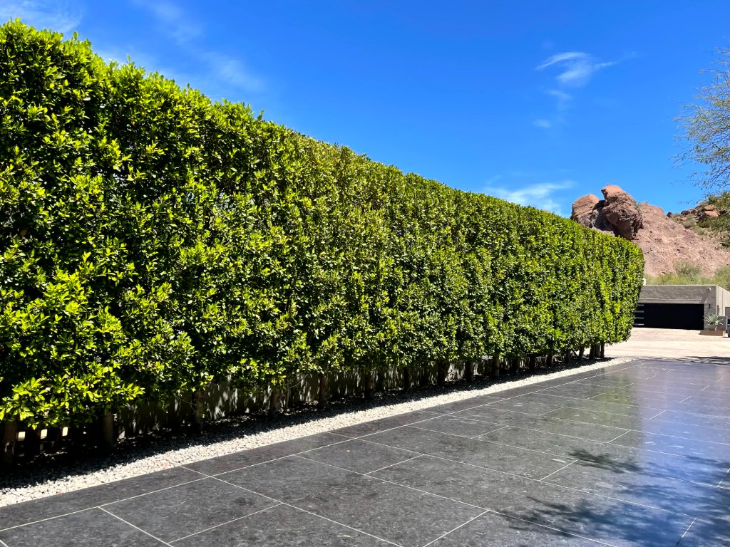 Restoring a Luxury Estate Ficus Privacy Hedge