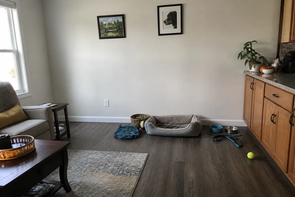 An ordinary phone photo showing a room wall, floor, nearby furniture and everyday pet items.