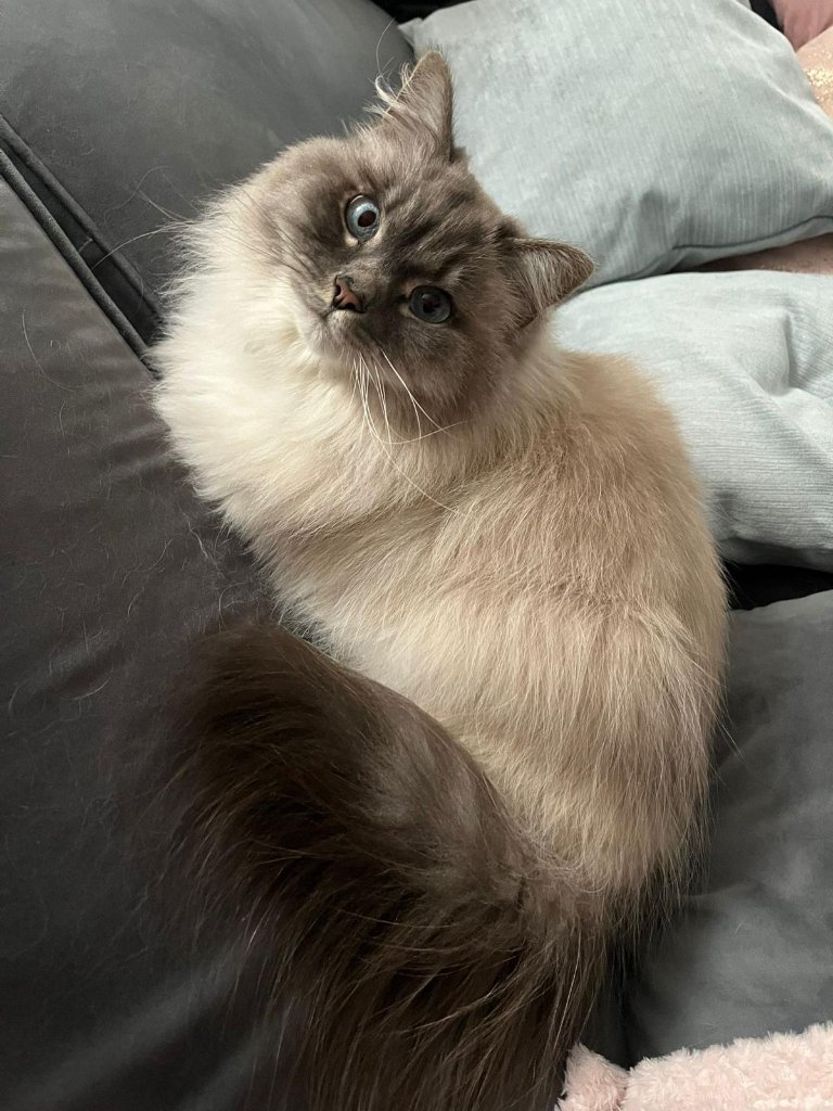 Oscar