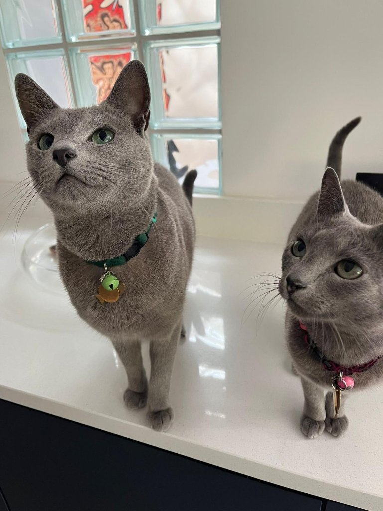 Meeko and Flit