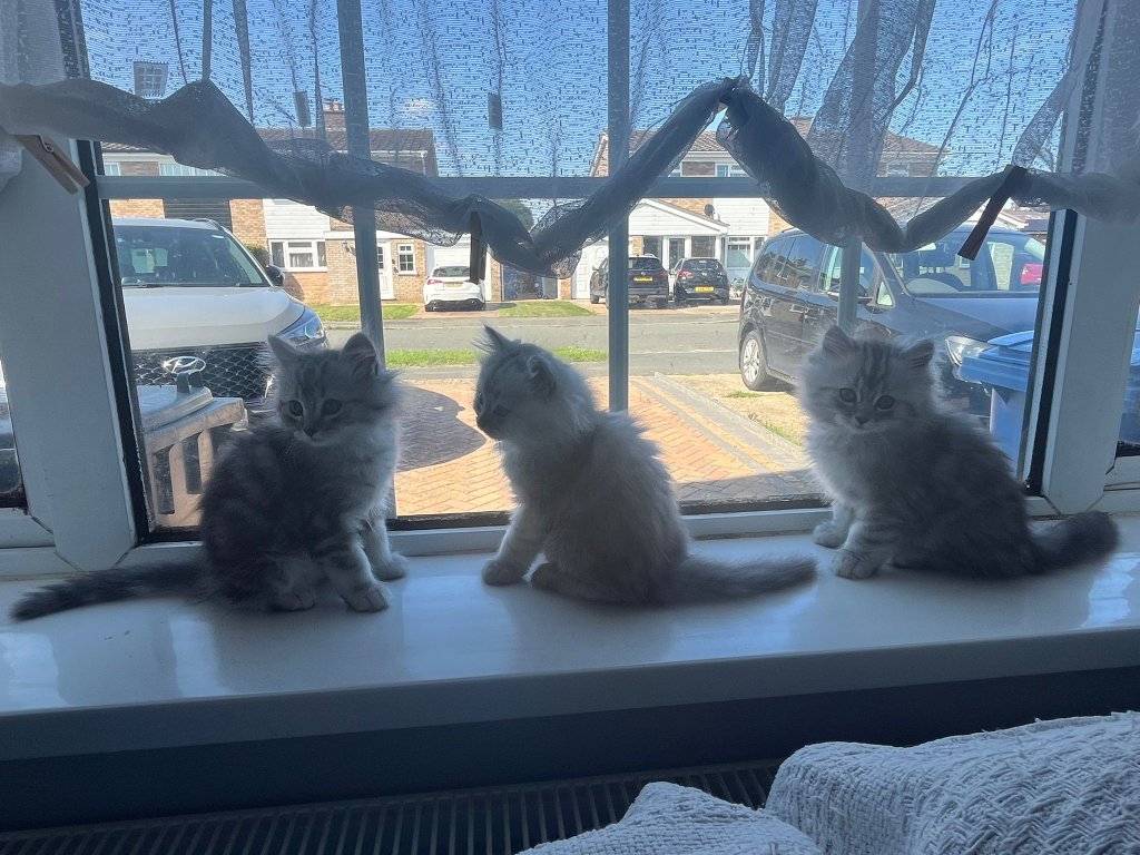 Coco, Kiki, Bella, Luna, Smudge