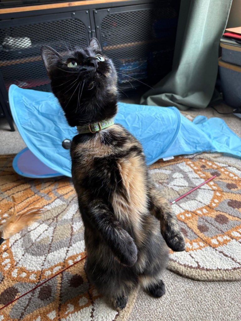 Sylvie