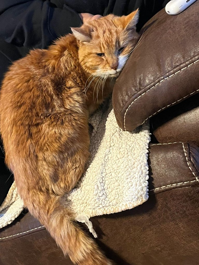 Biscuit