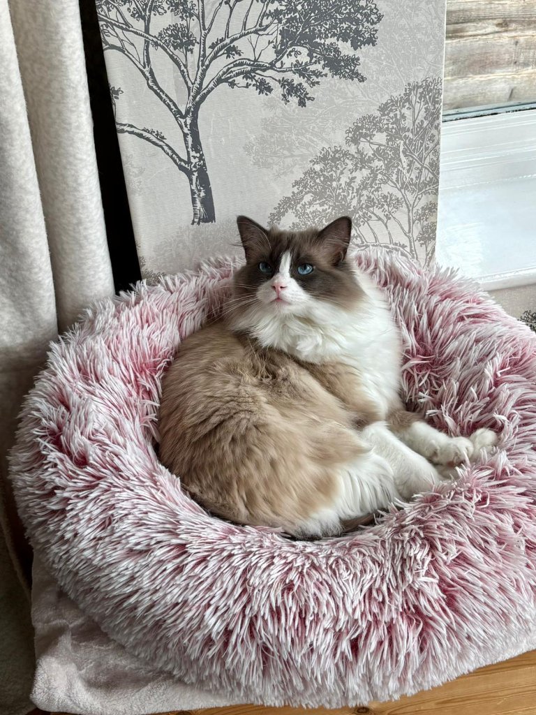 Bella