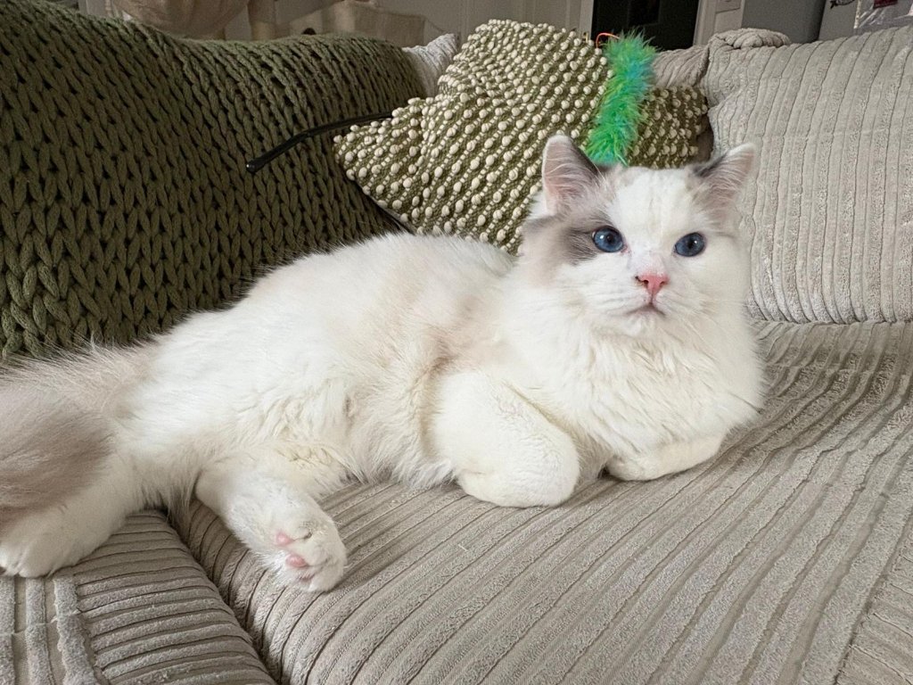 Arlo