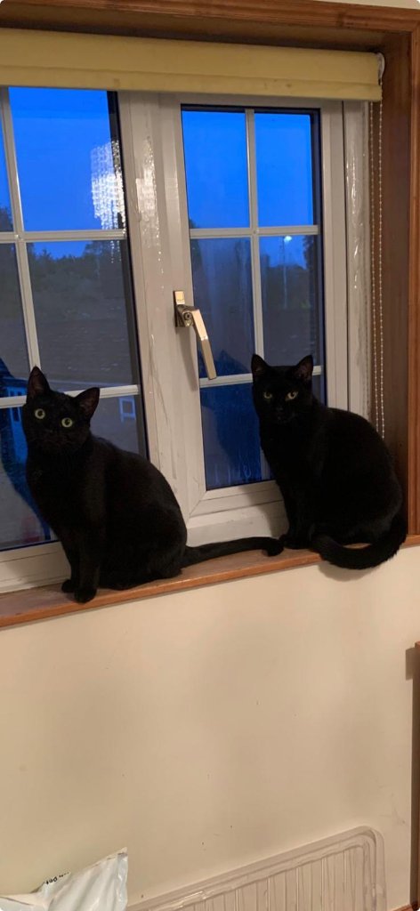 Beefy, Tilly, Treacle