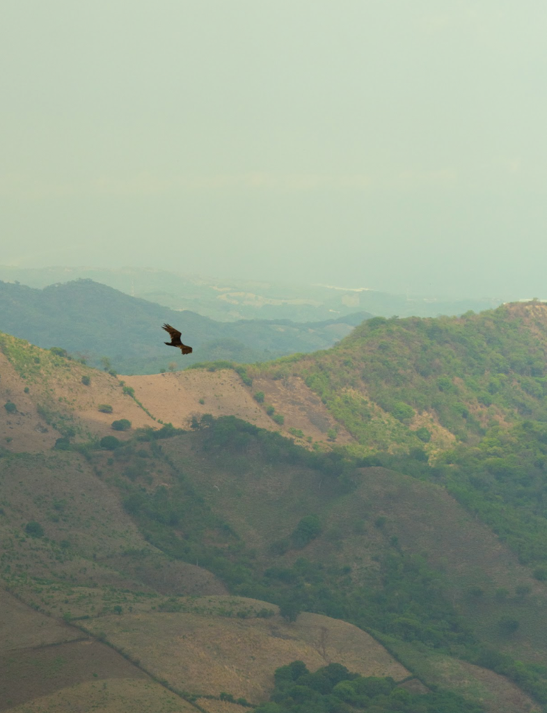 Ruta de las Flores — Adler