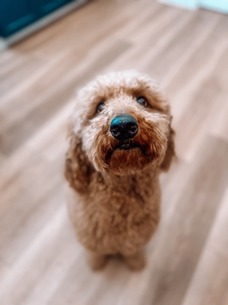 Fluffy golden doodle at Peak State Recovery