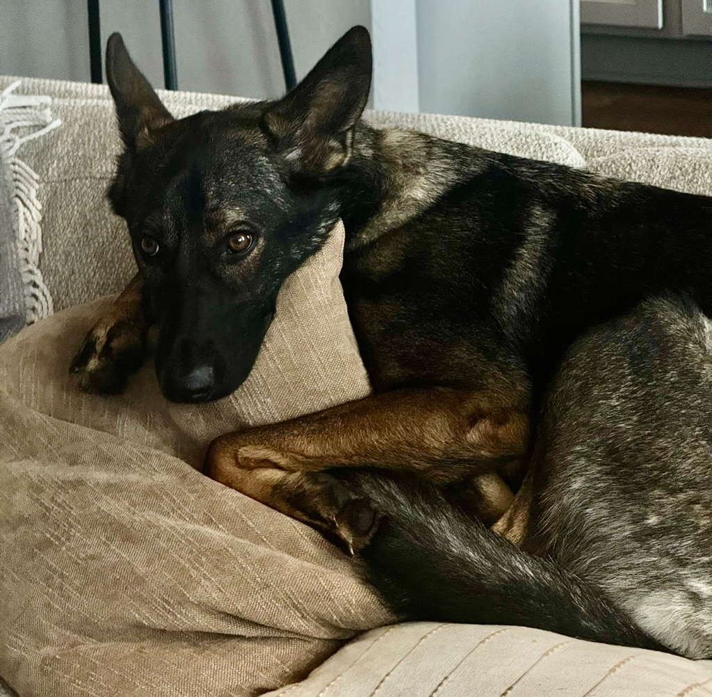German Shepherd resting at Peak State Recovery