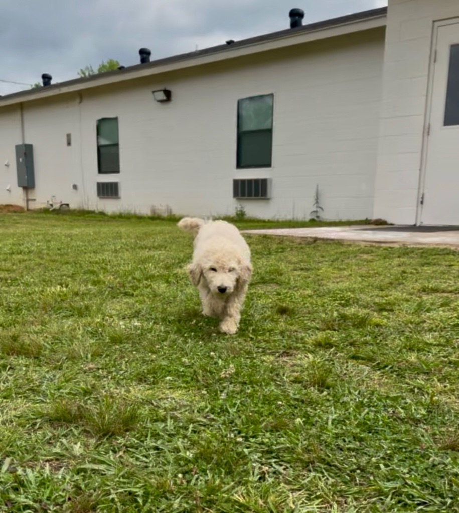 White puppy running at Peak State Recovery facility