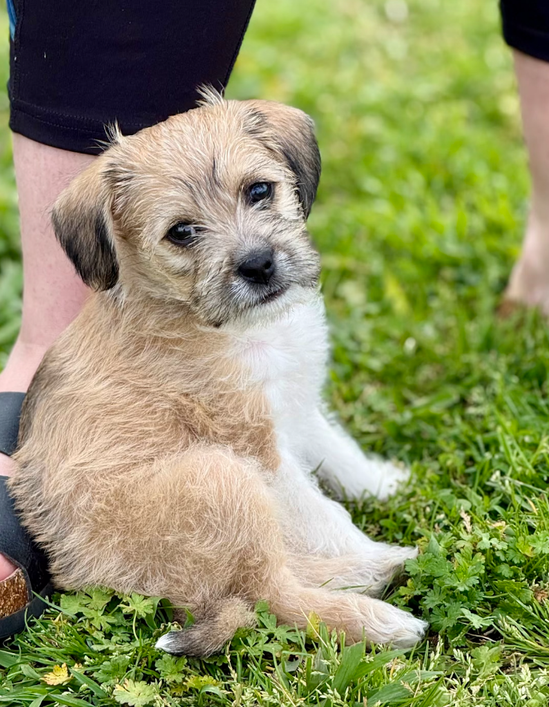 Cute puppy sitting outside at Peak State Recovery