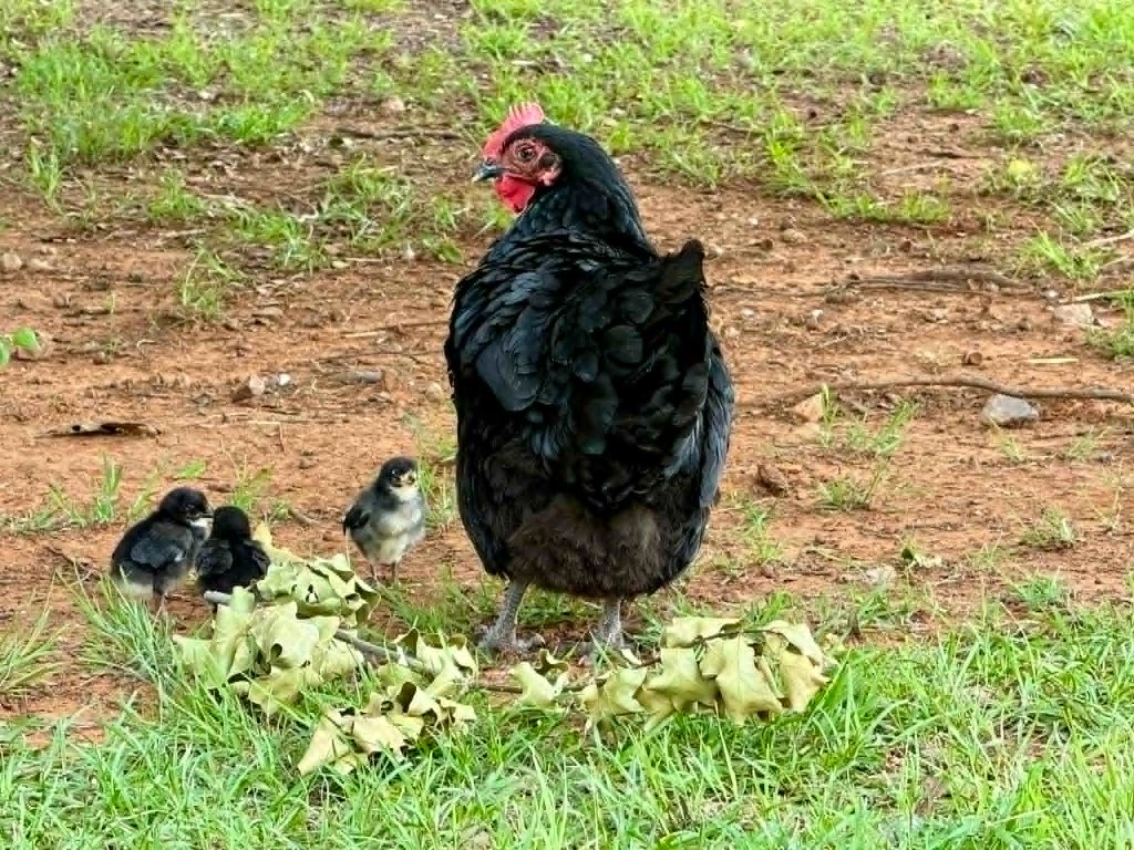 Baby Chicks