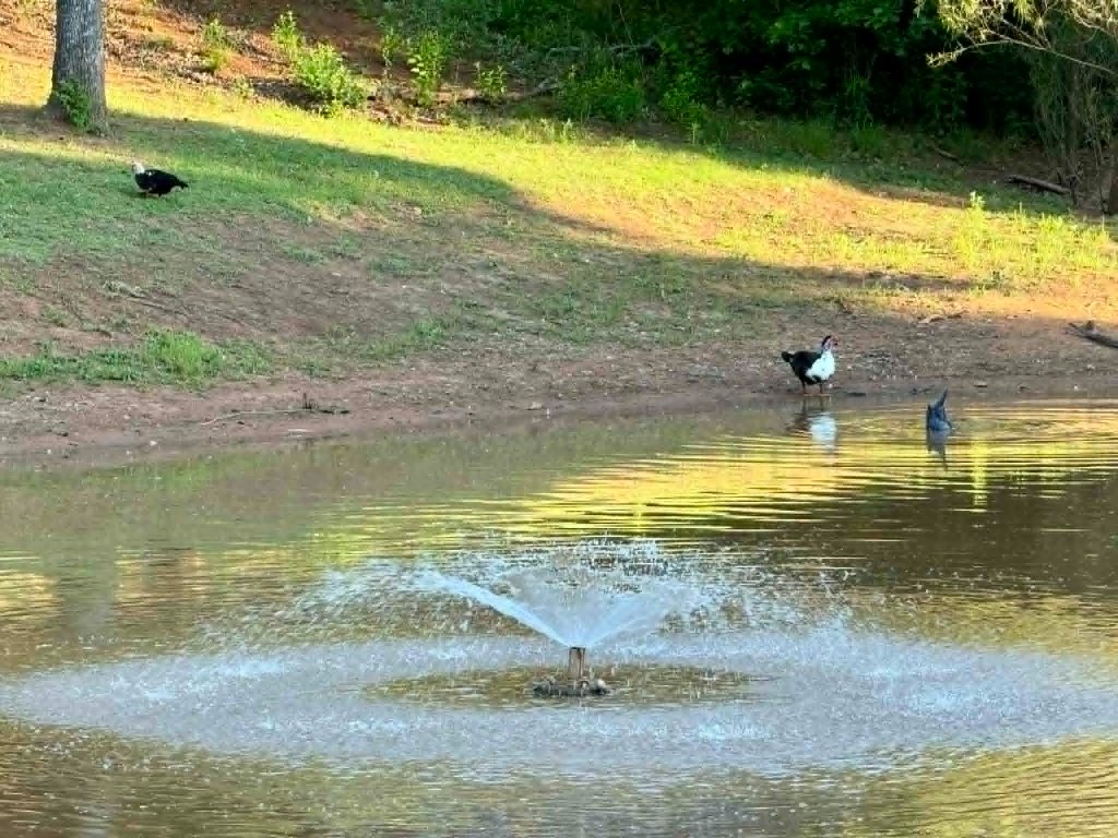 Pond at Sunset