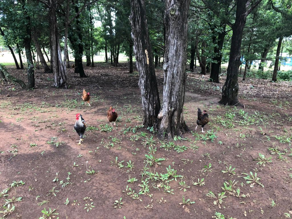 Wild Prairie Life