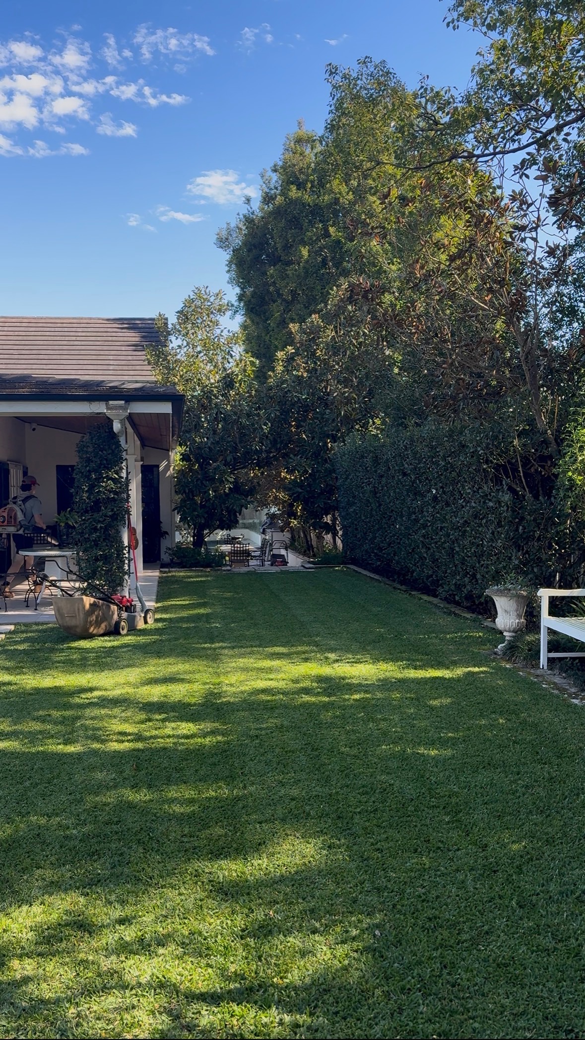 Manicured lawn with hedge and topiary