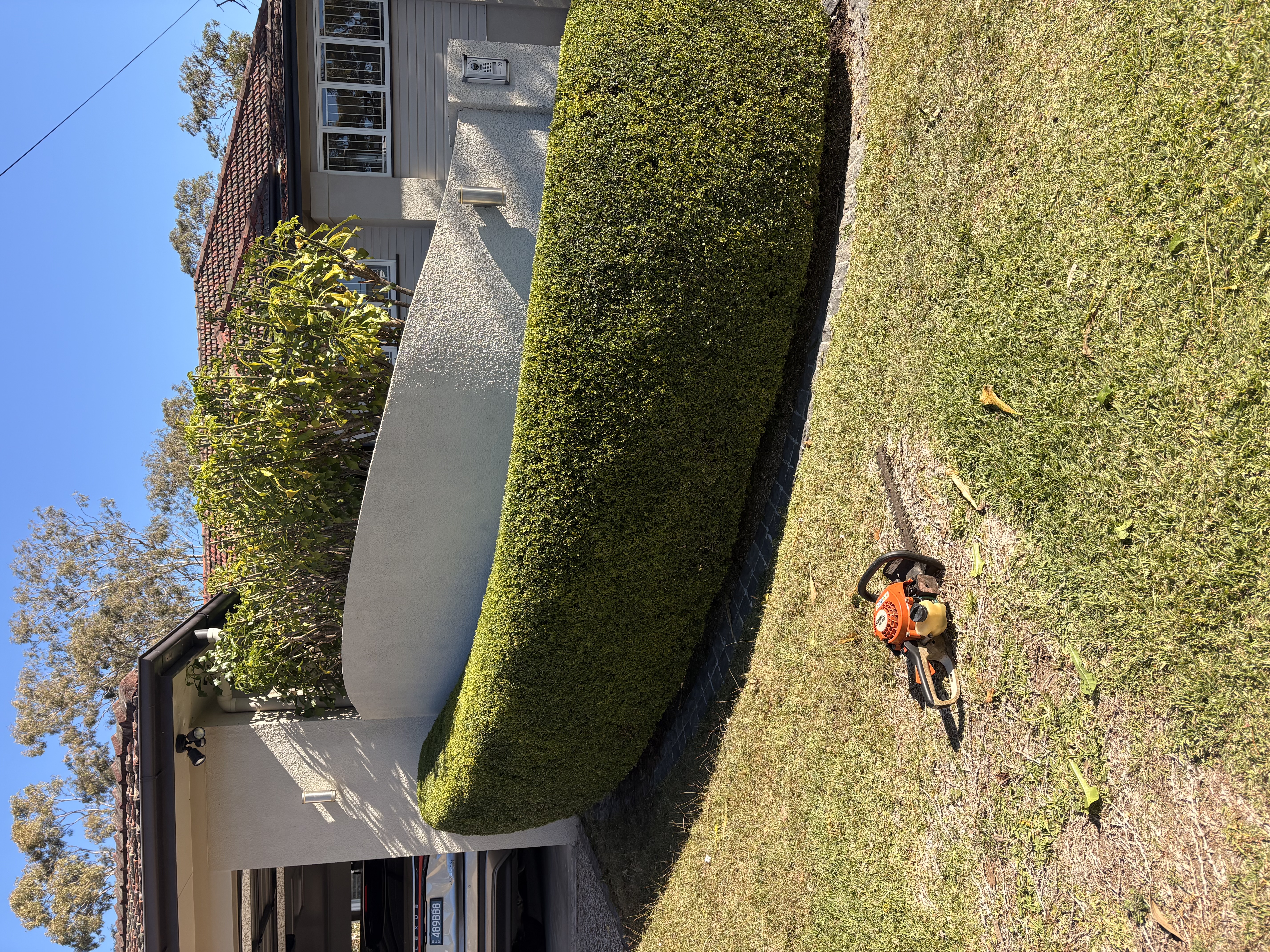 Hedge sculpting in progress with Stihl trimmer