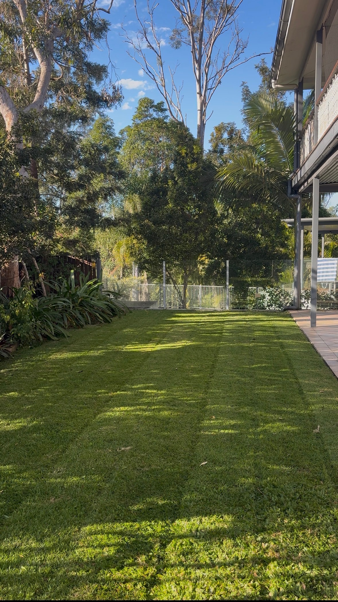 Lush lawn with pool fence and tropical planting