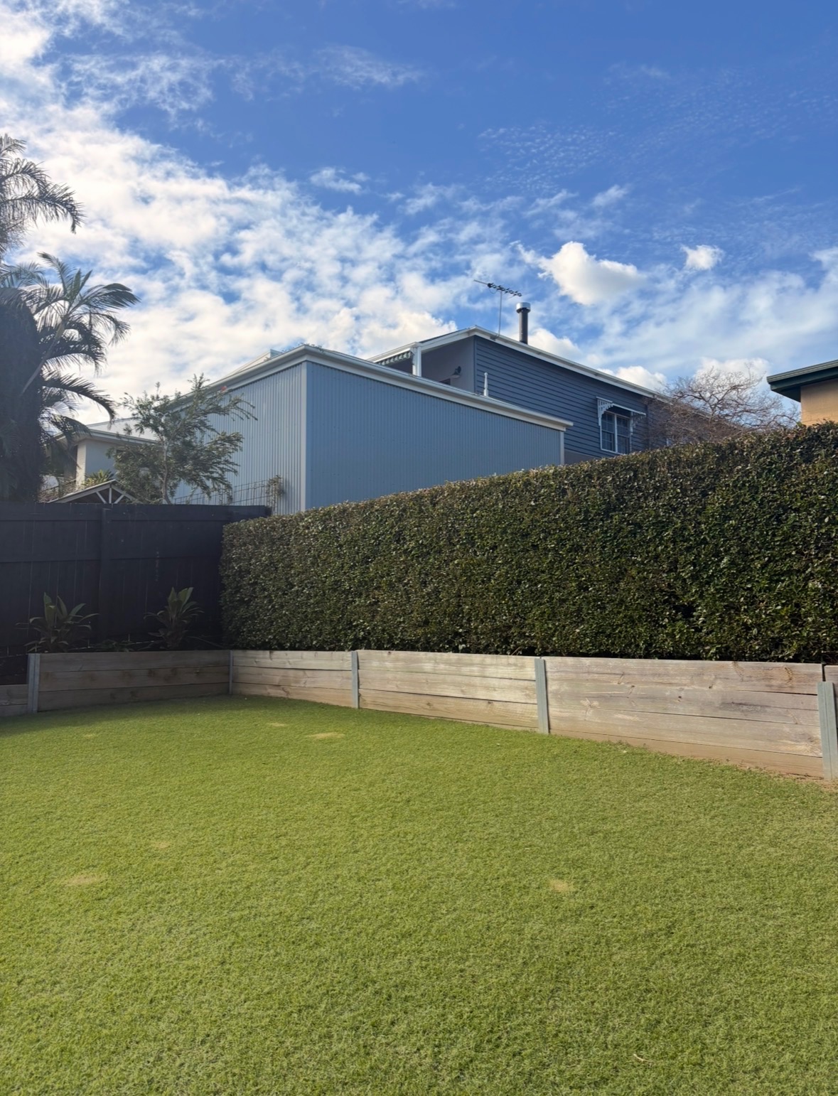 Tall privacy hedge along mowed lawn