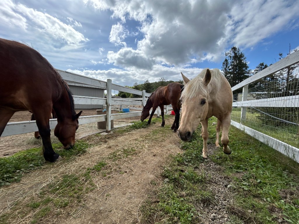 Horses in field
