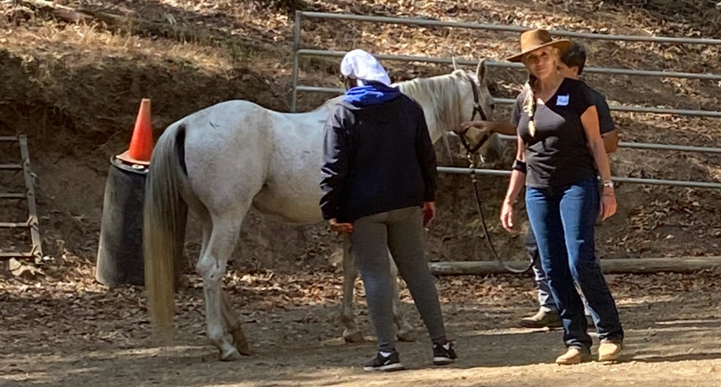 Equine Therapy