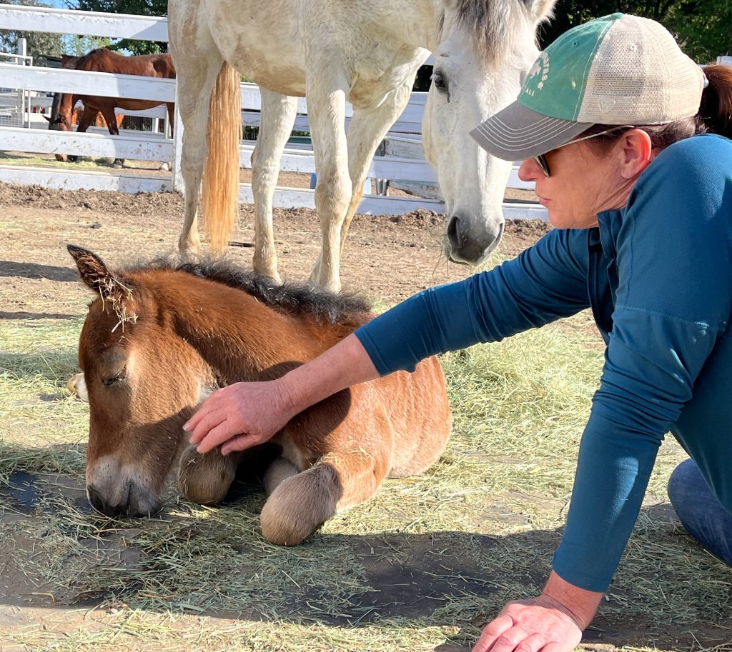 Caring for horses at Duffy's Equestrian