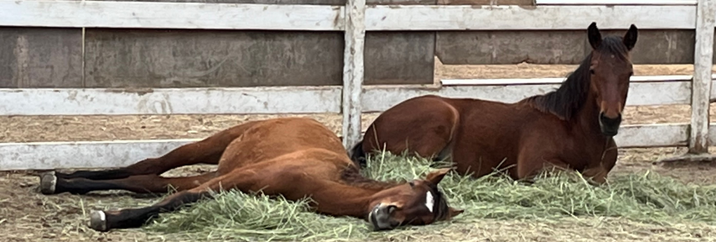 Horses at Duffy's Equestrian