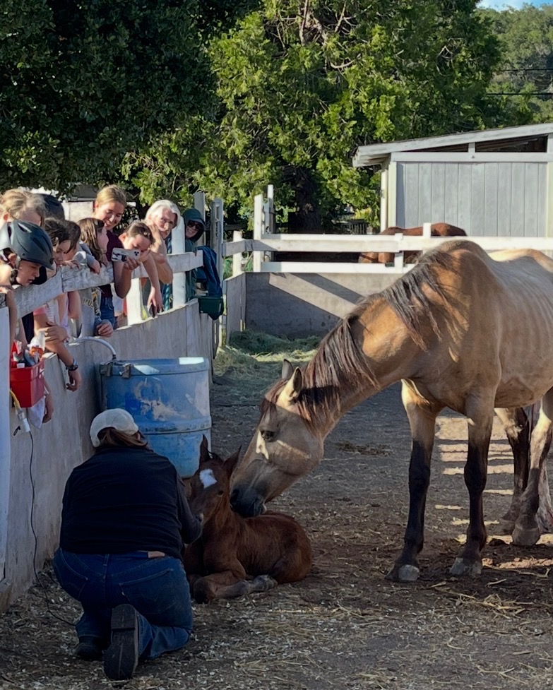 H Lane Vaqueros 4-H Equine Club 1