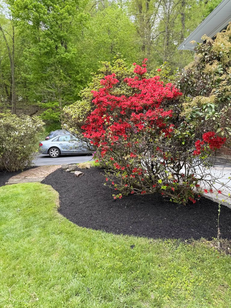 Shrub Trimming