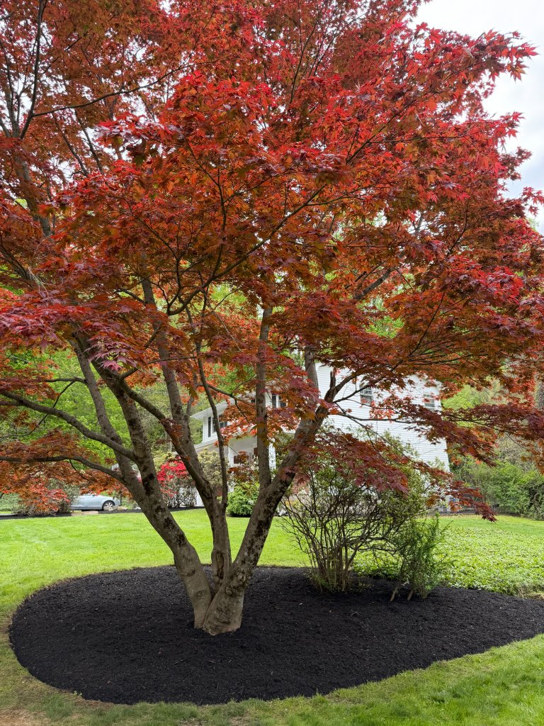 Tree Mulching