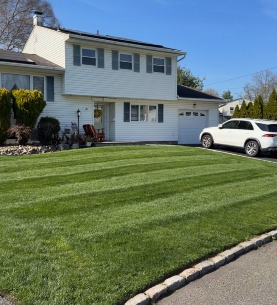 After overseeding — thick, lush lawn