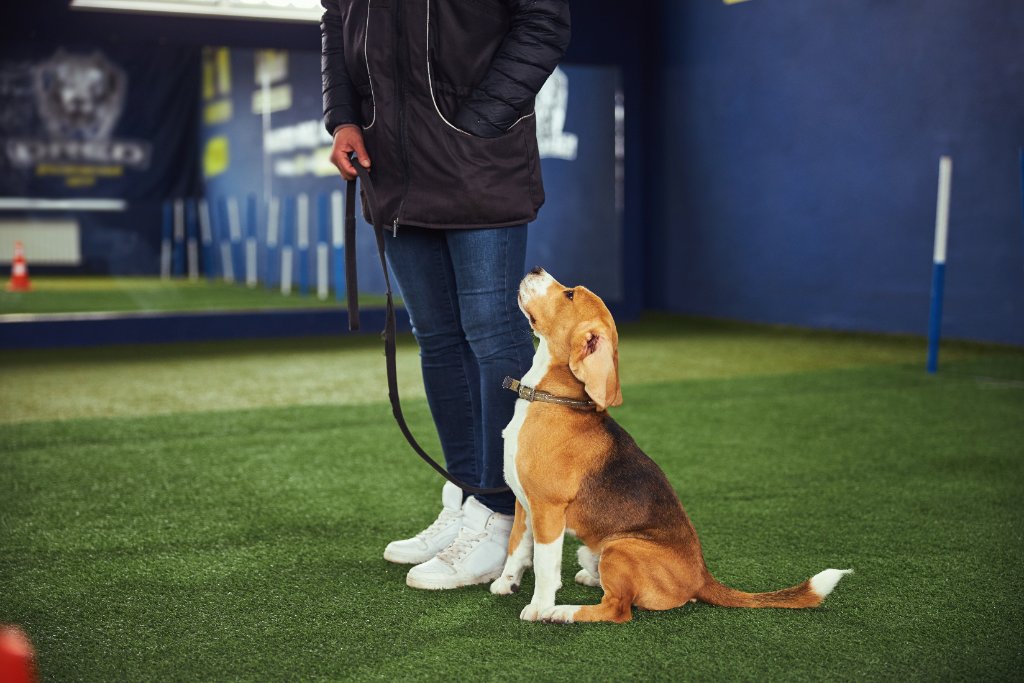 Animal Training