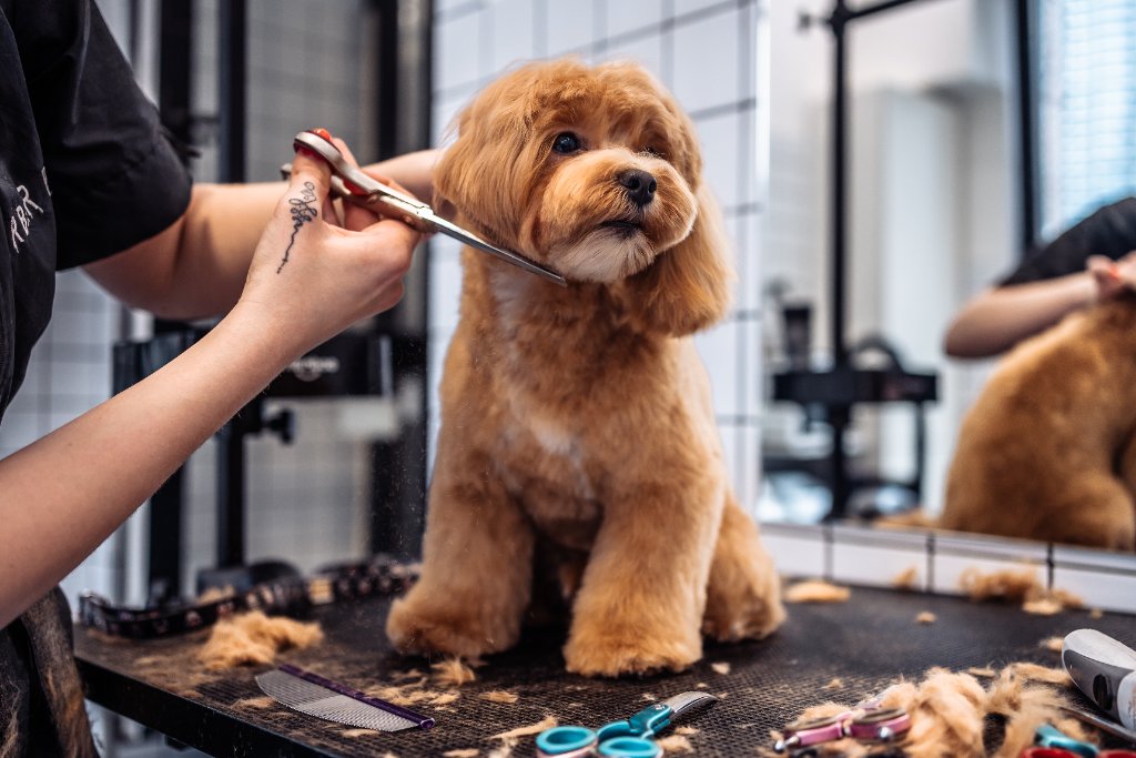Dog Grooming