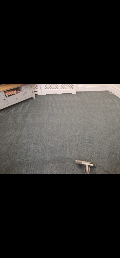 Carpet after cleaning, fresh and stain-free