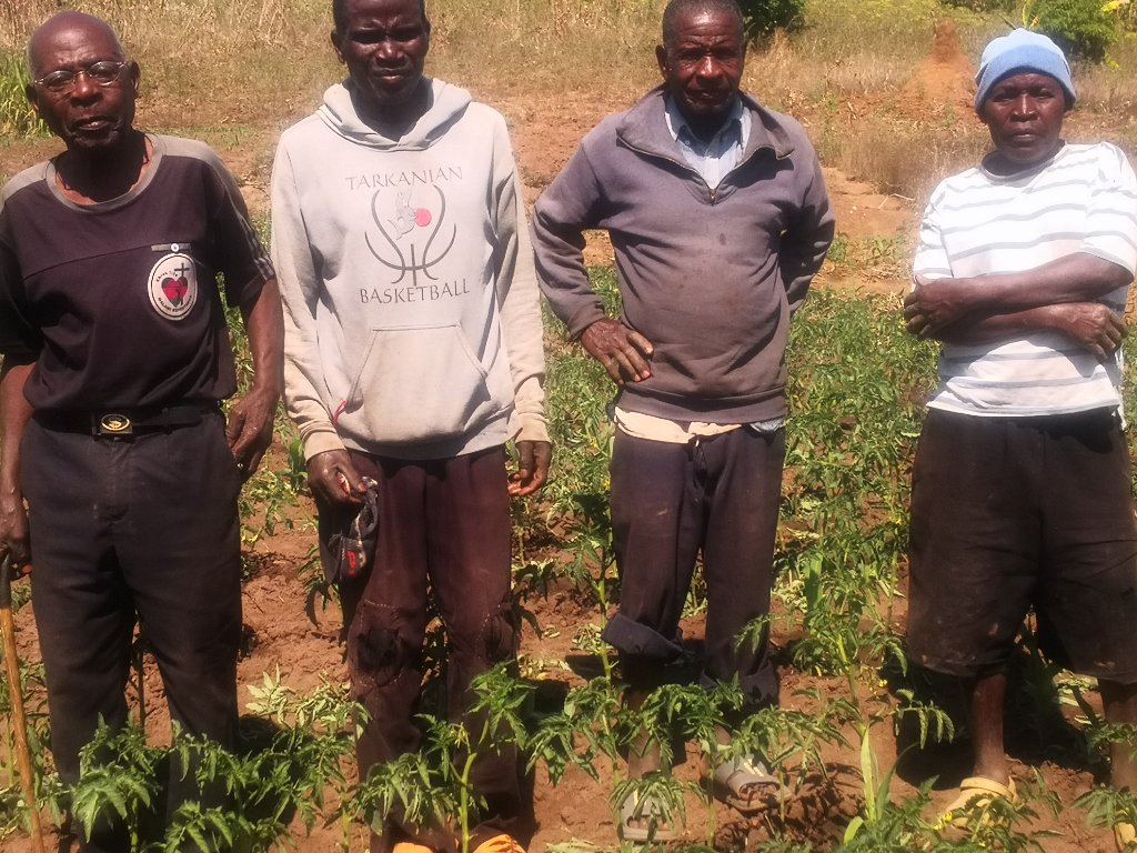 Four men standing in a field of young crops at the Jesus Farm in Malawi