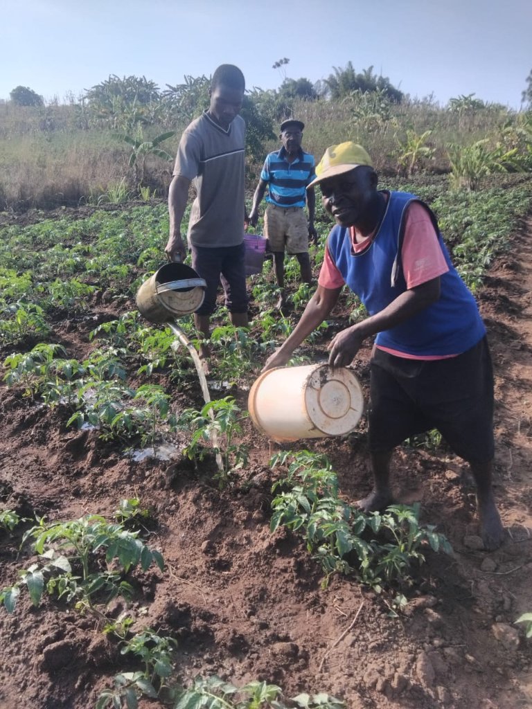 Men watering young tomato plants at the Jesus Farm in Malawi
