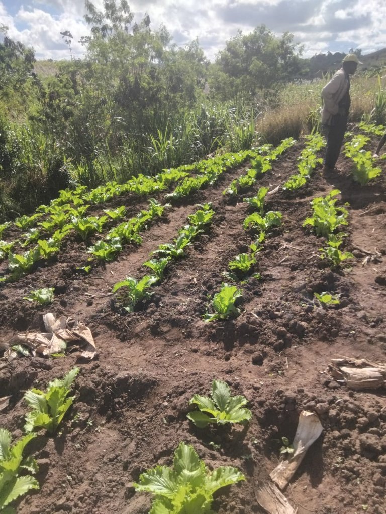 Rows of leafy green vegetables growing in the Jesus Farm garden, with a man overlooking the garden