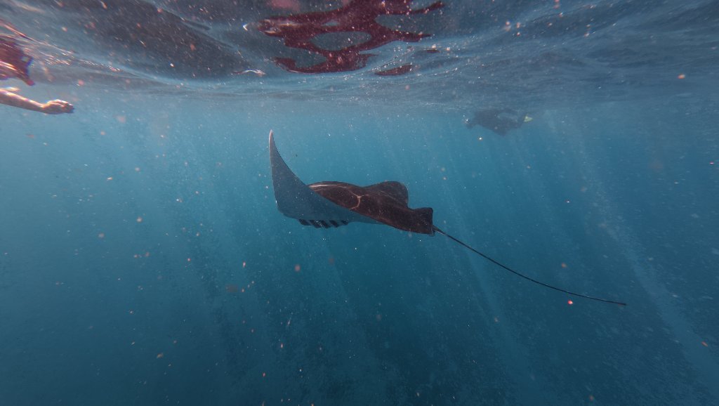Manta ray snorkeling