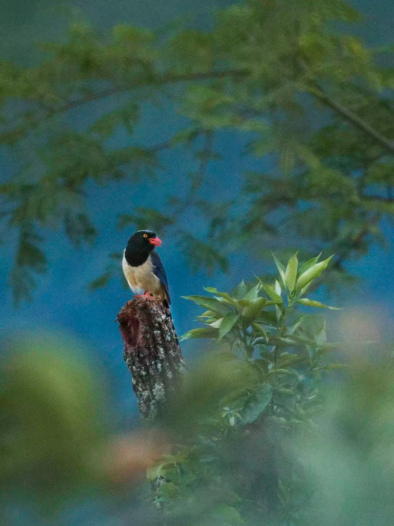 Birds