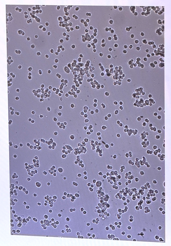 Cell microscopy