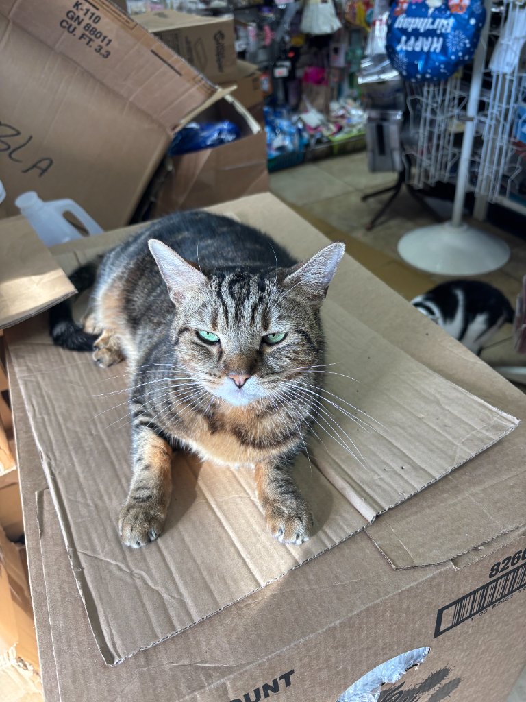 The set cat approves