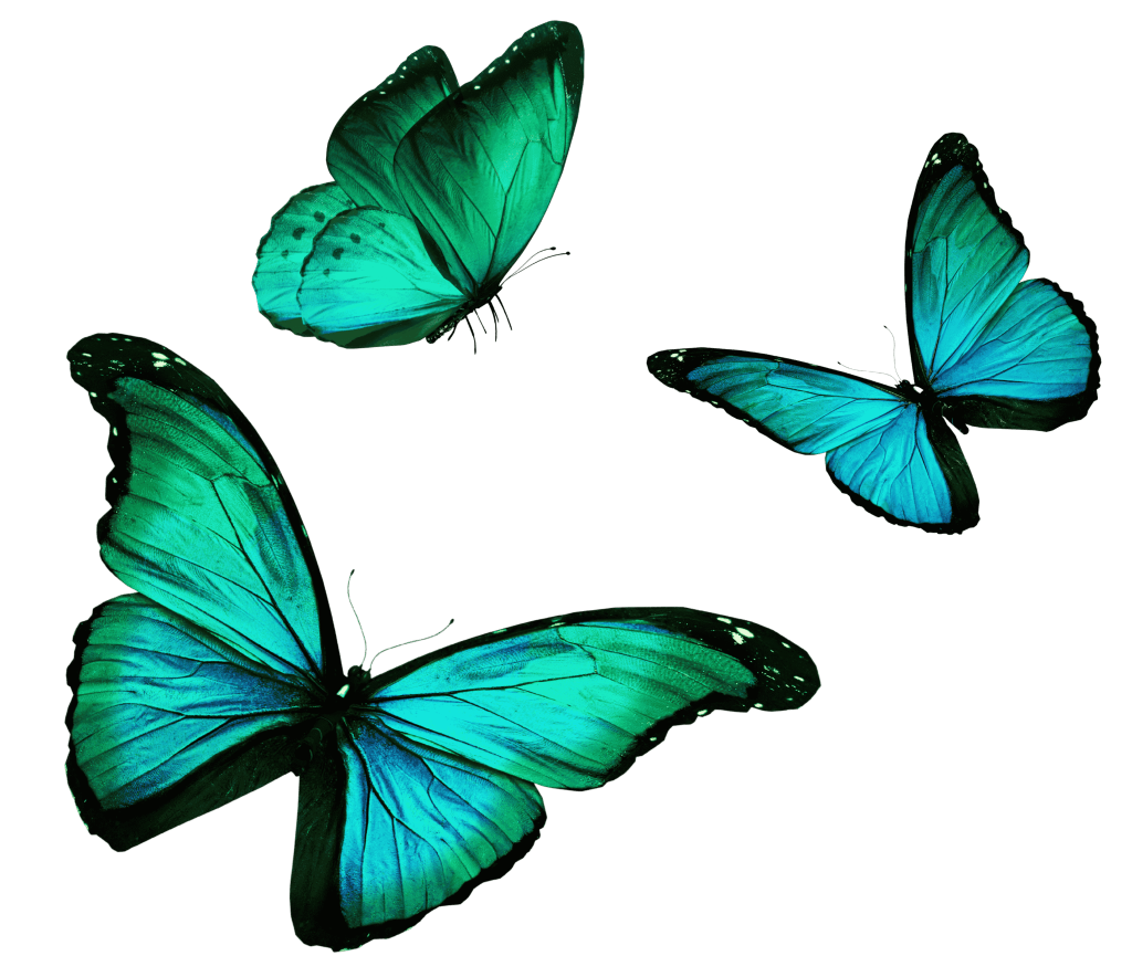 Three butterflies representing transformation and collective rising