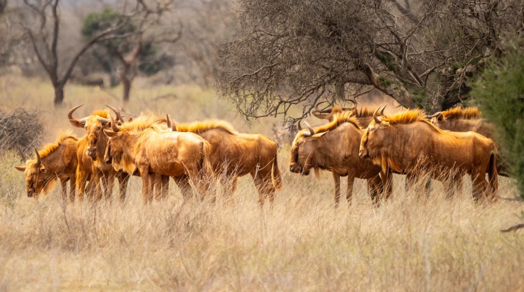 Golden wildebeest herd in the bush